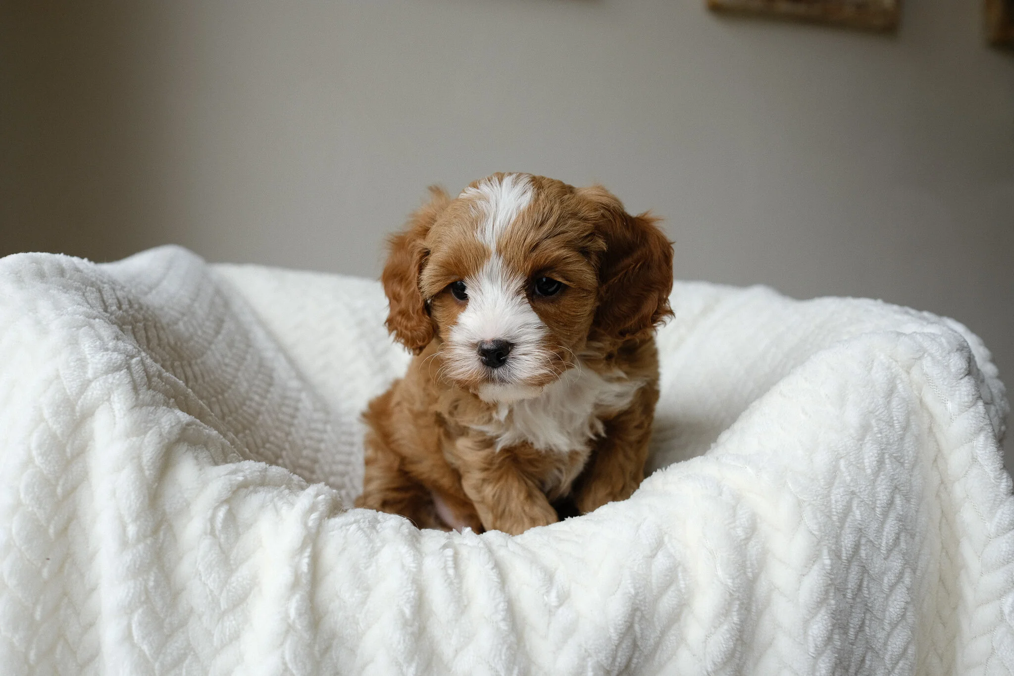 Alford Bluebell Pup Cavapoochon Puppies for Sale
